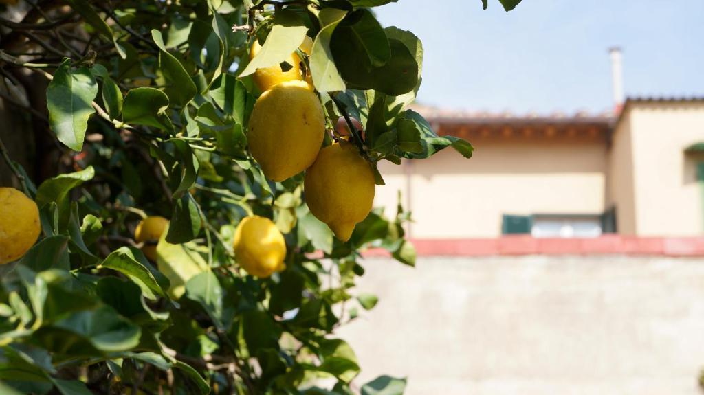 Borgo Largo 51 Bed & Breakfast Pisa Bagian luar foto